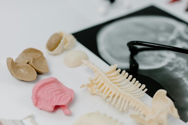 L'importance du foie pour le système digestif